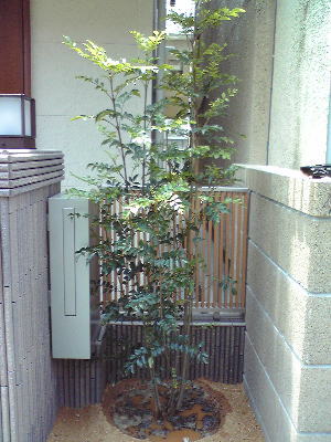 花壇にシマトネリコを移植