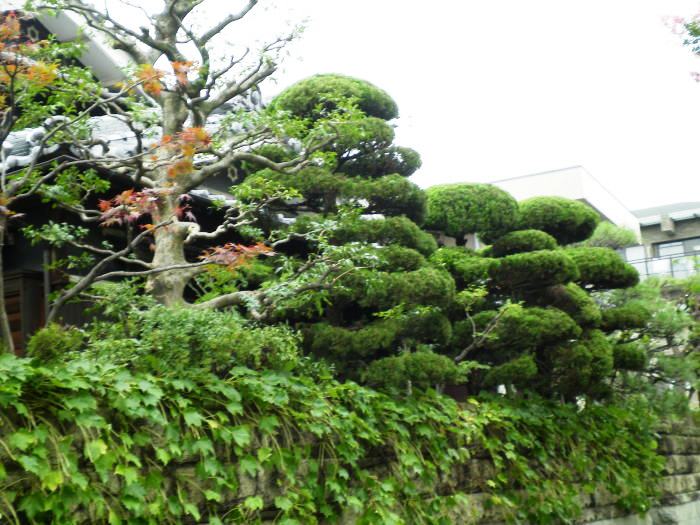 塀前1剪定前・剪定後