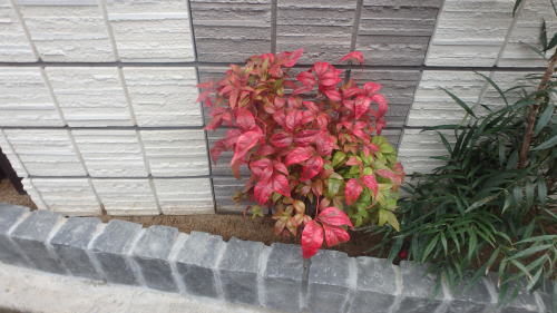 お多福南天