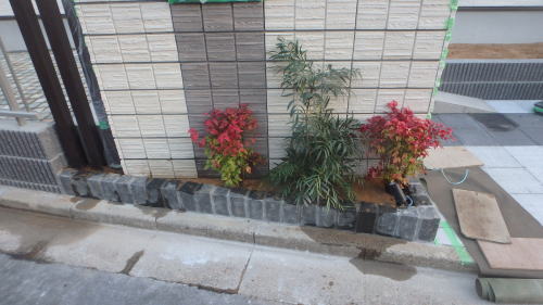 花壇にマホニアンコンフーサ移植
