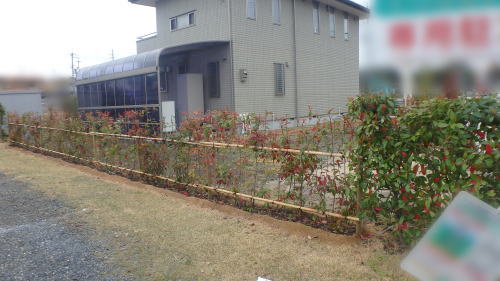 京都府宇治市 生垣受け替え後