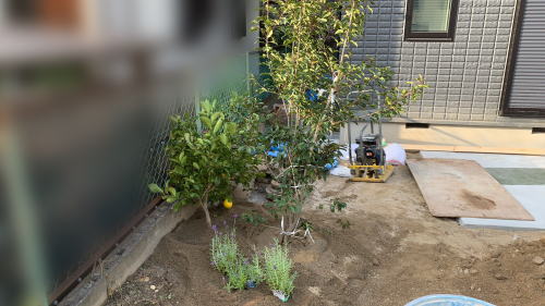 大阪高槻 お庭 植木仮移植