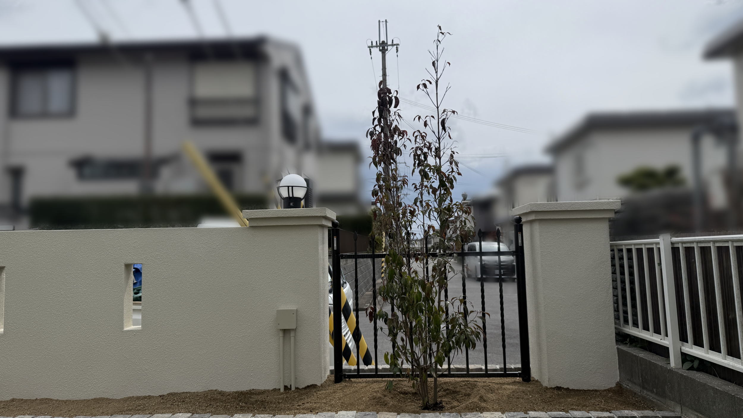 高槻市K様邸 お庭 常緑ヤマボウシ