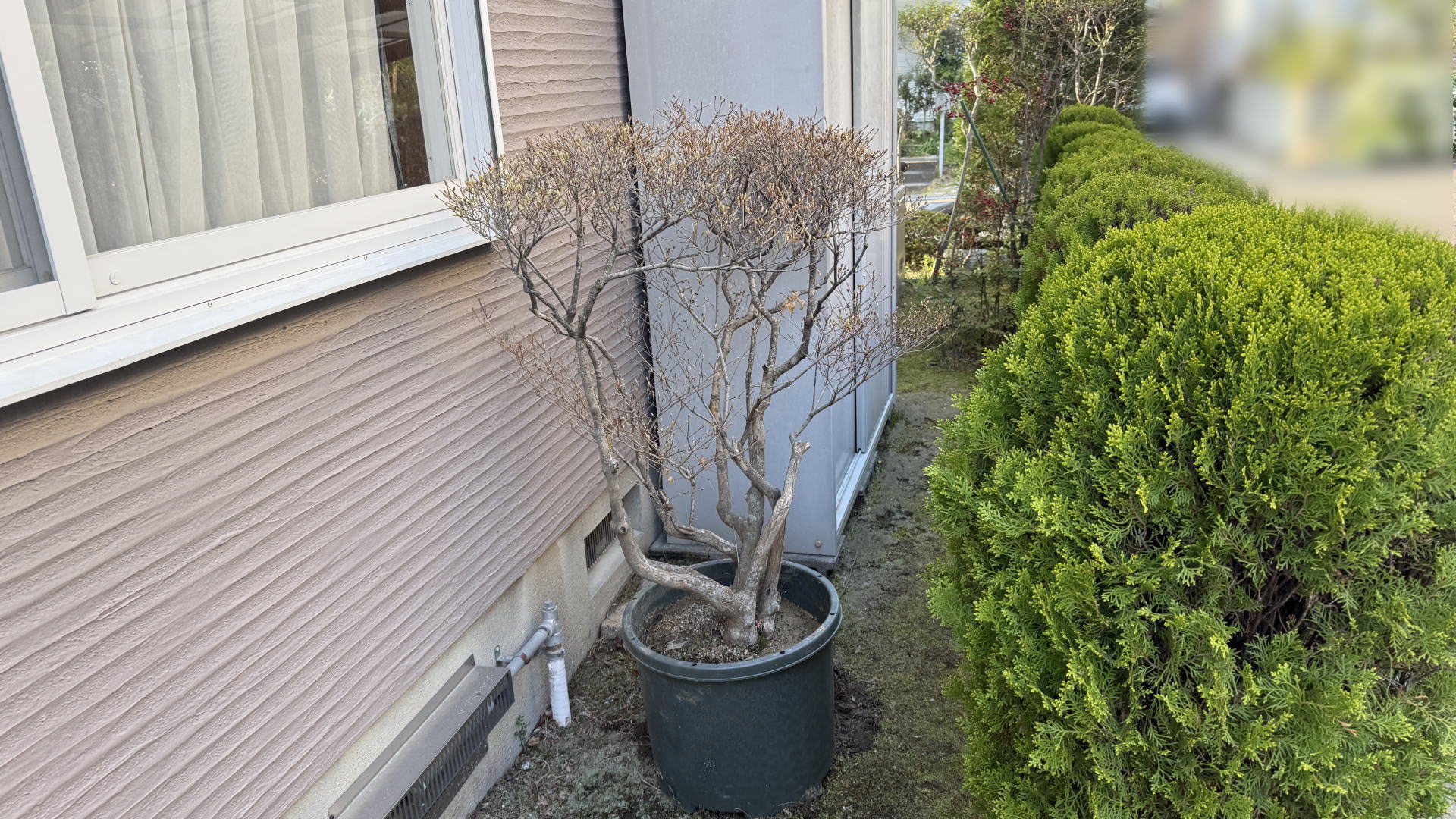 高槻市S様邸 ドウダンツツジ 鉢植え