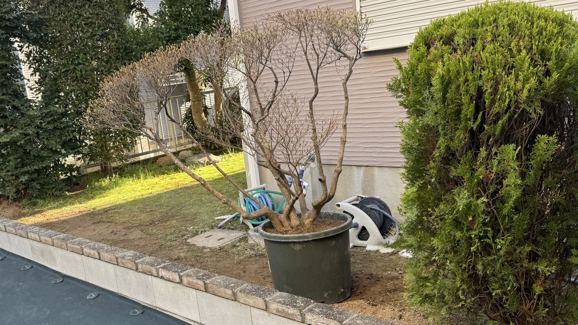 高槻市S様邸 ドウダンツツジ 鉢植え